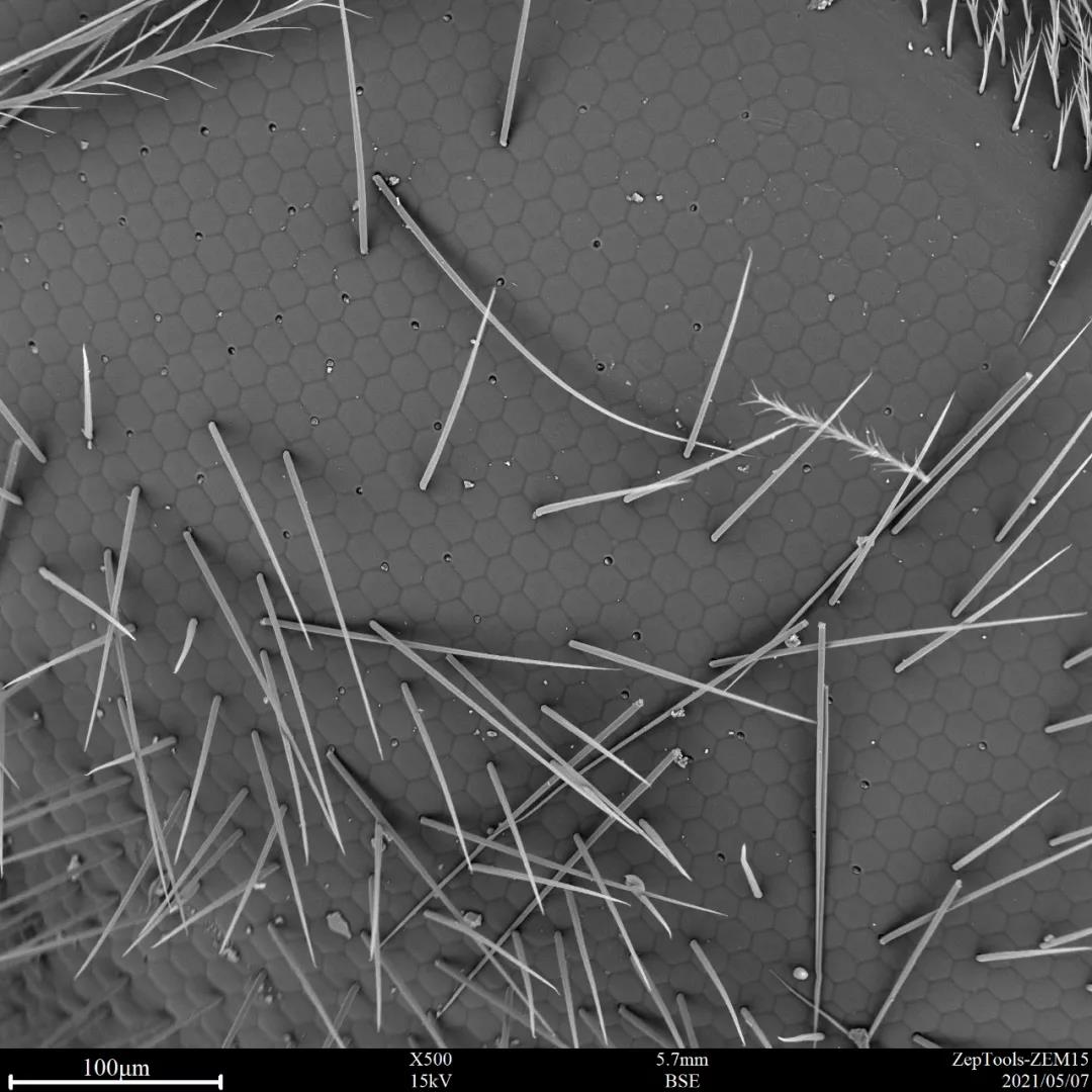 掃描電鏡觀察蜜蜂的復(fù)眼
