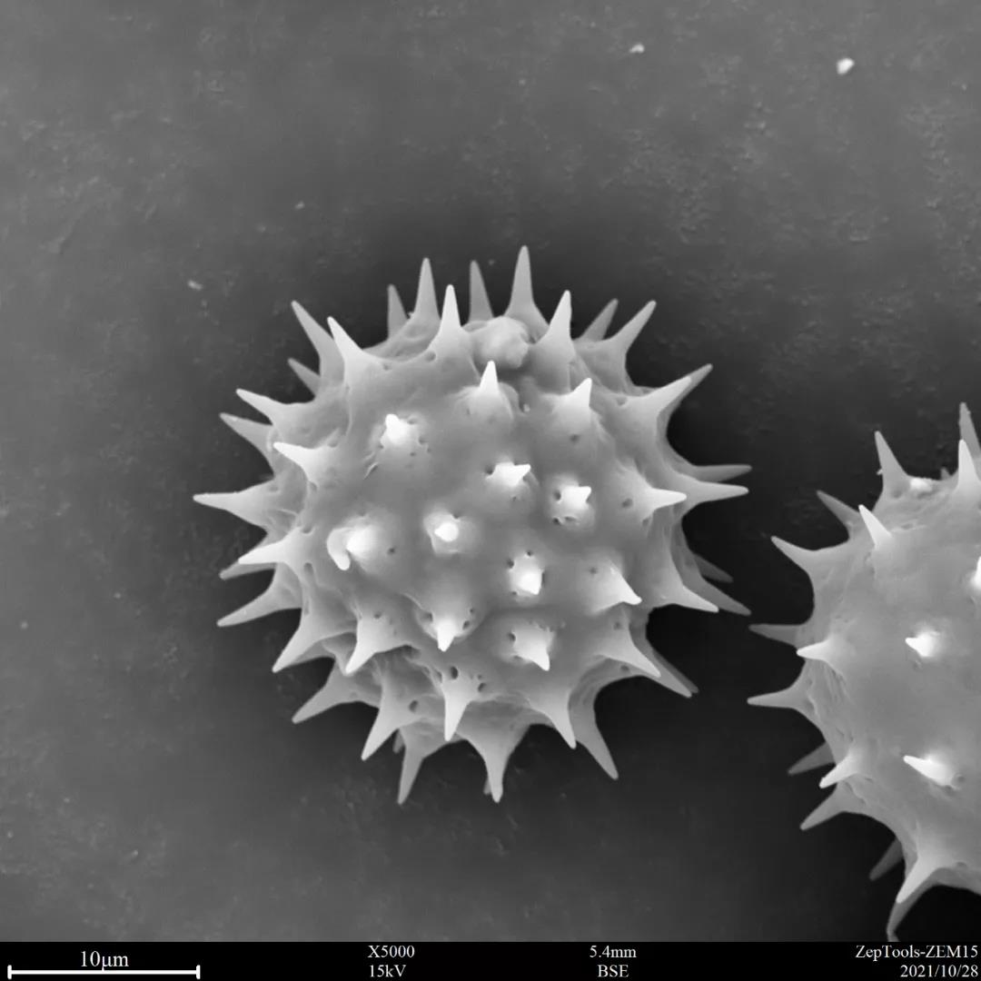 臺式掃描電鏡5000倍下的黃秋英花粉